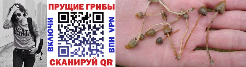 Купить где  Петровск-Забайкальский  Псилоцибиновые грибы Magic Shrooms 